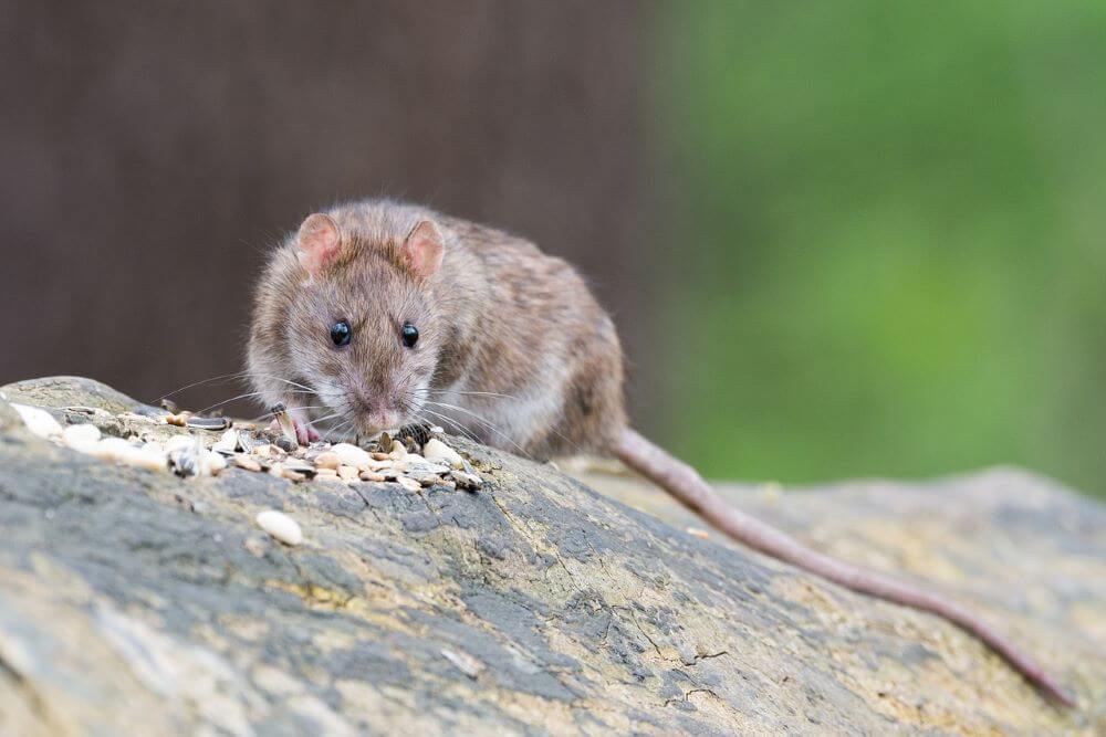 Szczury atakują Wielką Brytanię: to efekt śmieciowej działalności człowieka