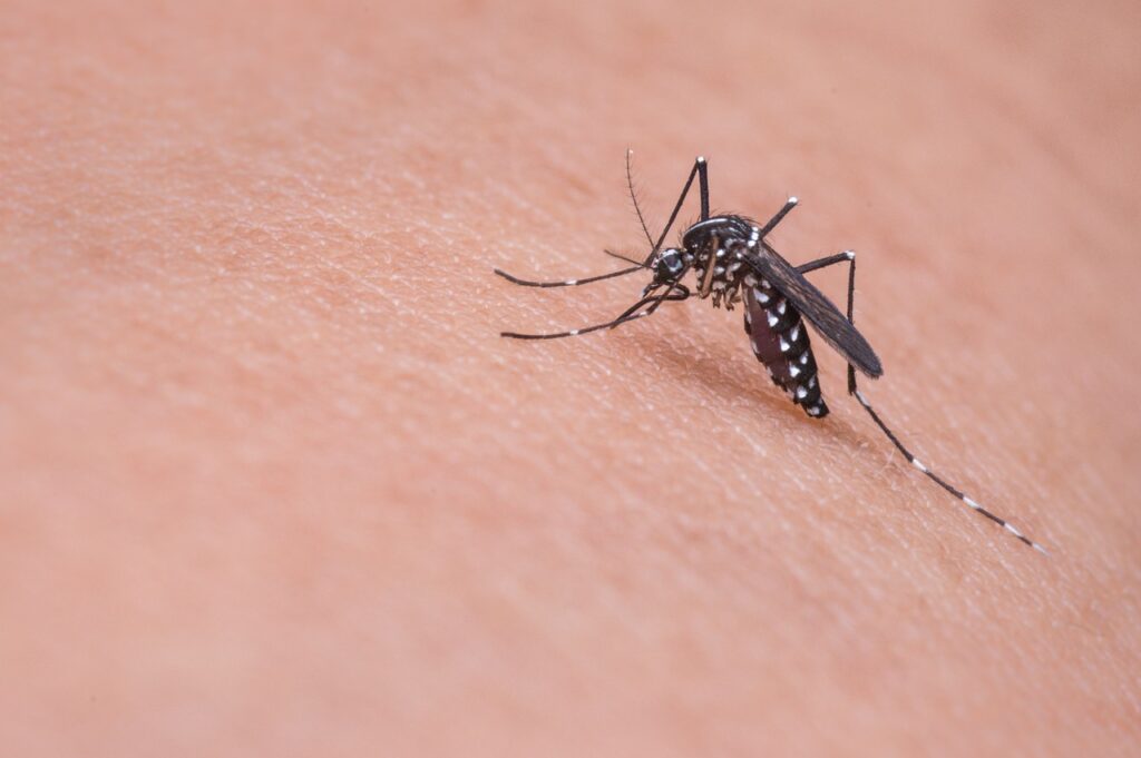 Jaki sens ma obecność komarów i much na świecie?